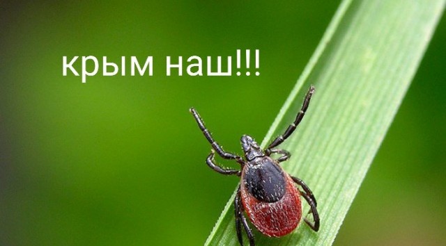 Клещи на отдыхе. ЮБК, Ялта вроде