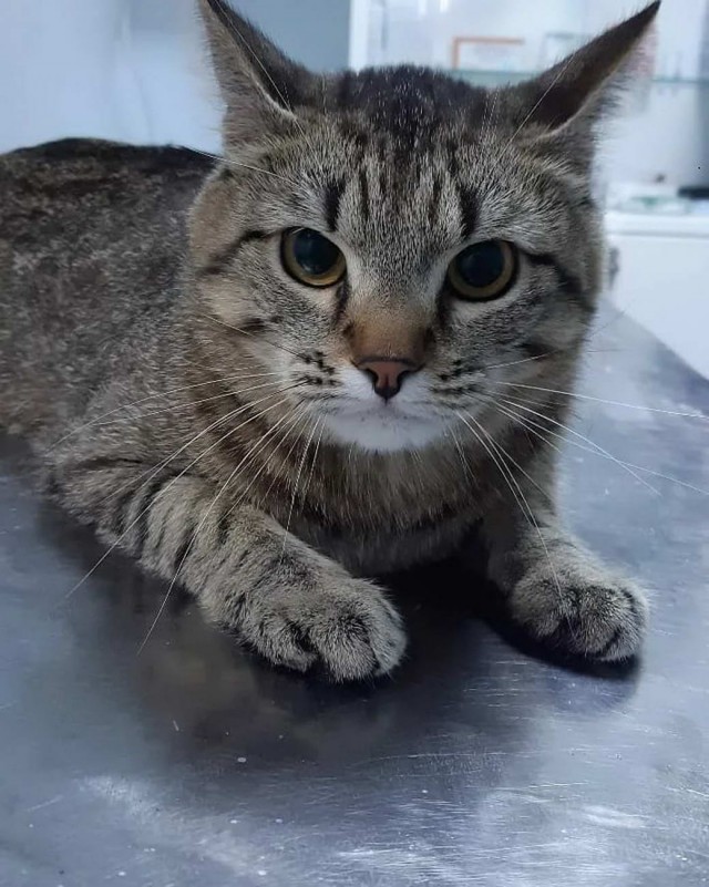 Разные котики