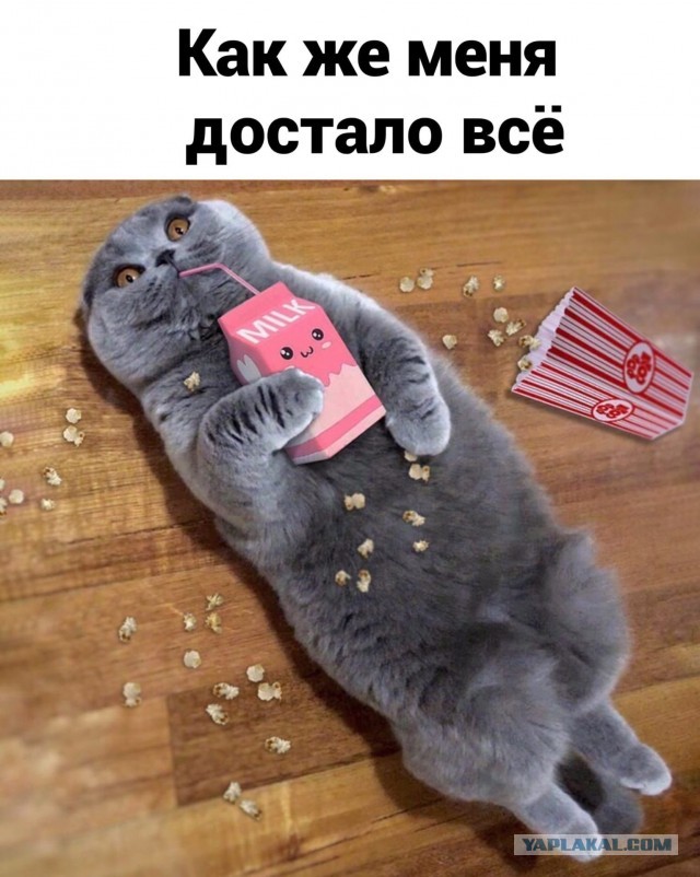 Дразнил собак, ловил птиц: На кота из Ленобласти написали заявление