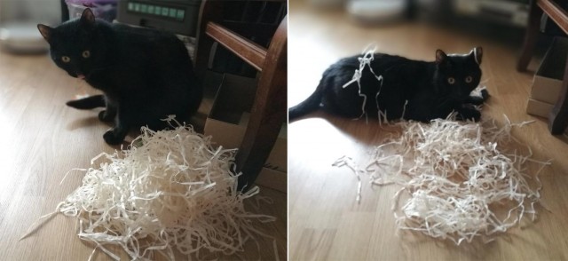 Котовторнику быть