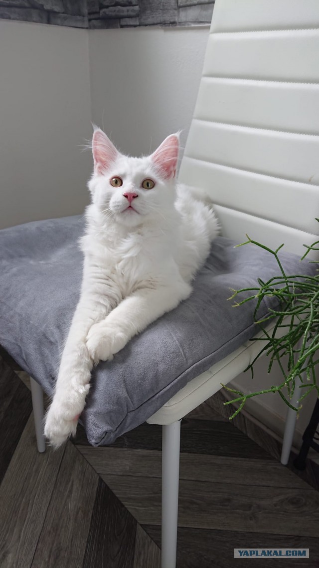 Кот Мейн-кун: царь домашних кошек!