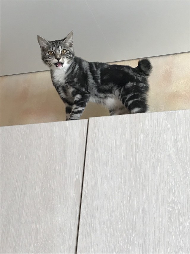 Котовторник 11.01.22