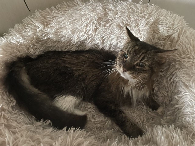 Александра к котовторнику!