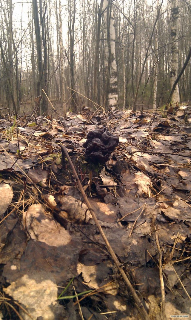 Поход за грибами