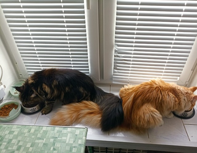 Кошка