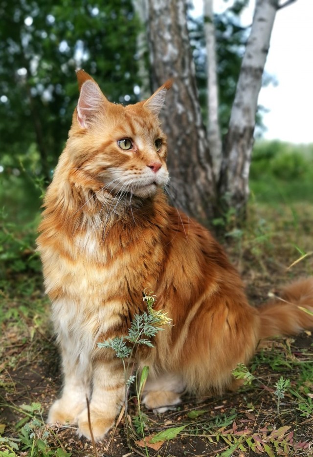 Вторник, сэр кот