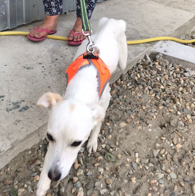 4 месяца после спасения хвостика