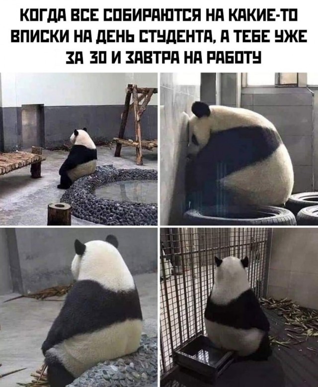 Так себе картинки 25.01.2023