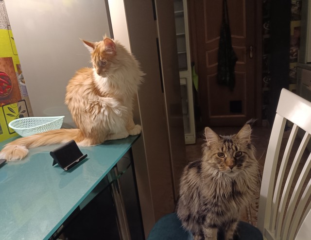 Кошка