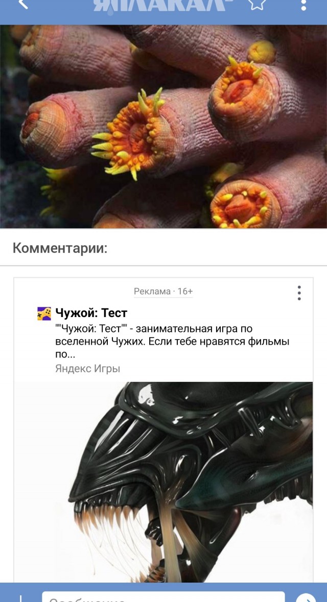 Женский сосок