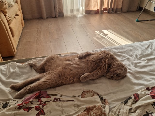 Позы для сна у кошек - что они означают?