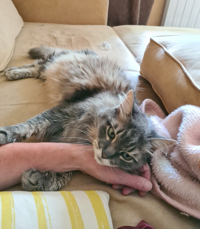 Как кот провожает меня на работу после праздников