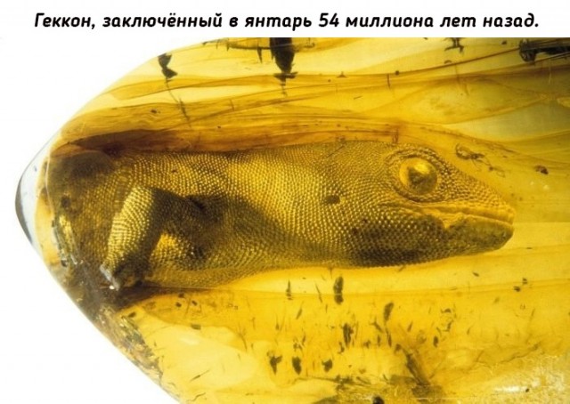 Небольшая подборка исторических фото (06.02)