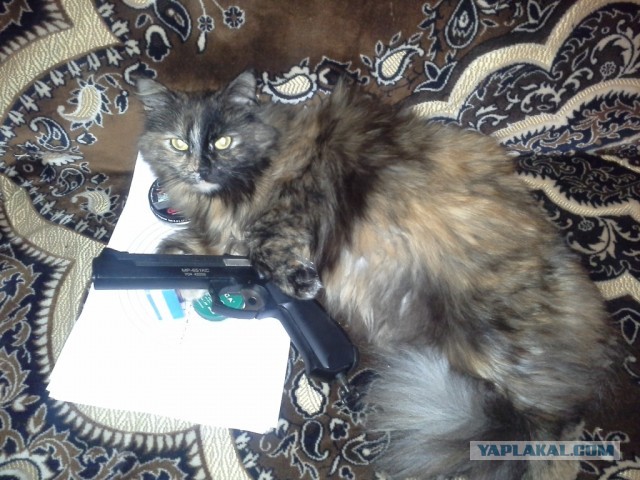 Котовторник  07.05.2013