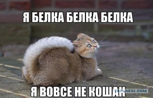 Интеллект - понятие относительное