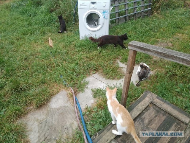Жизнь домашнего приюта для котеек 513