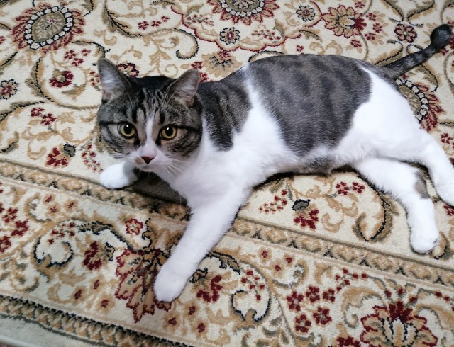 Прикольные морды котов псов к настроению...