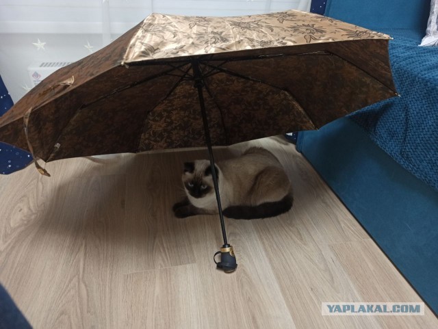 Котовторник 05/11/2024