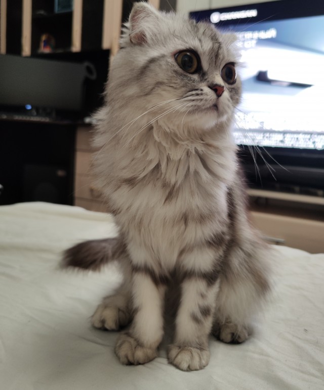 Немного моих котиков к вторнику