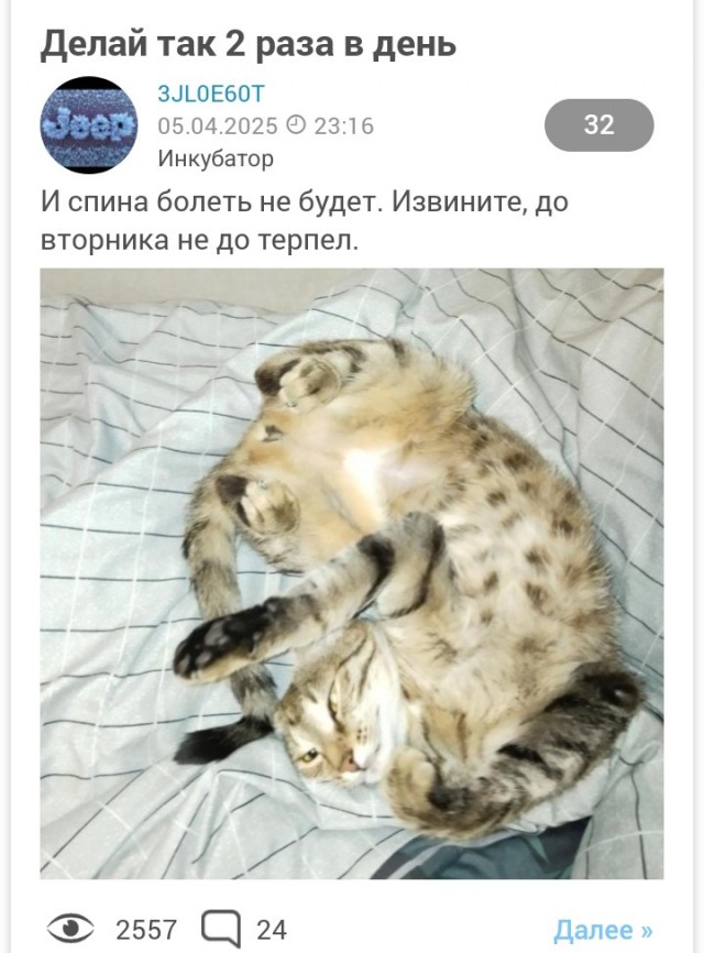 Котовторник же!