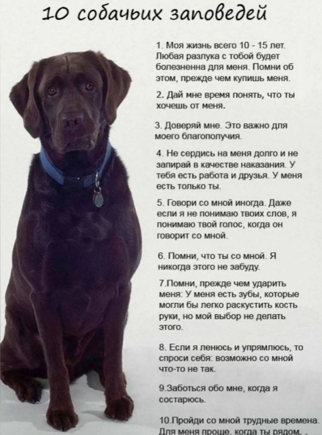 29.05.2025 СОБАКОЧЕТВЕРГ объявляется открытым