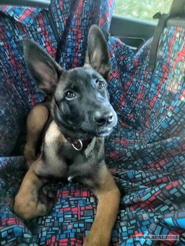 Собакочетверг!