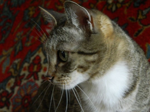 Было-стало тред (котовторник)