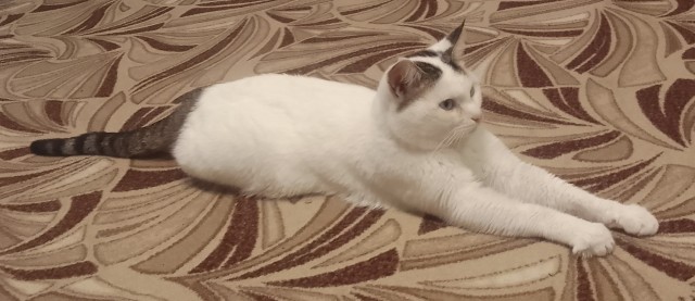 Спасли котёнка от недобрых детей