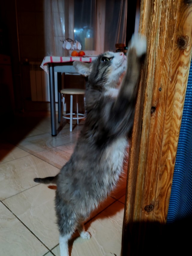 У нас котовторник случился!