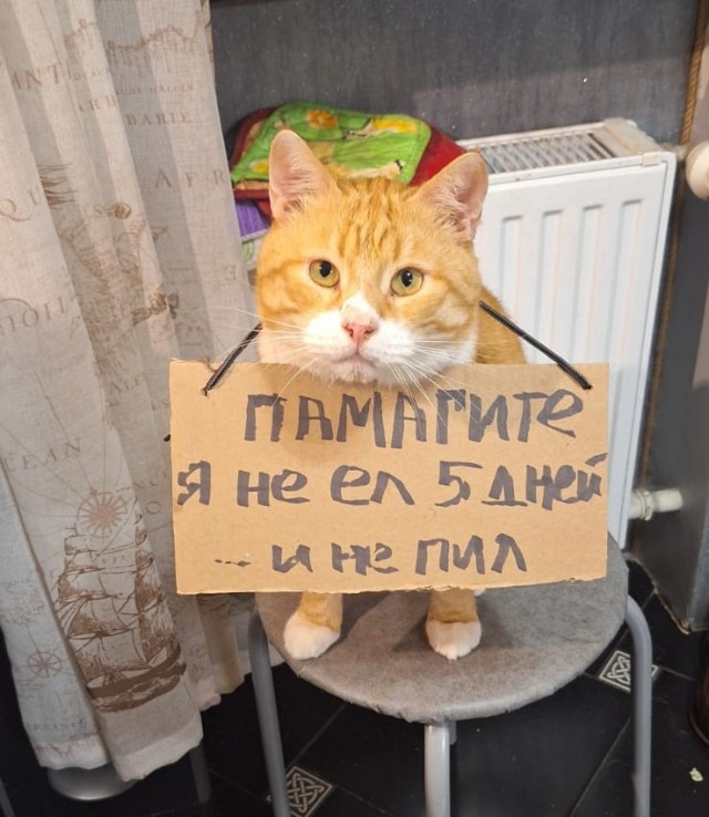 Третий год как забрал уличного кота