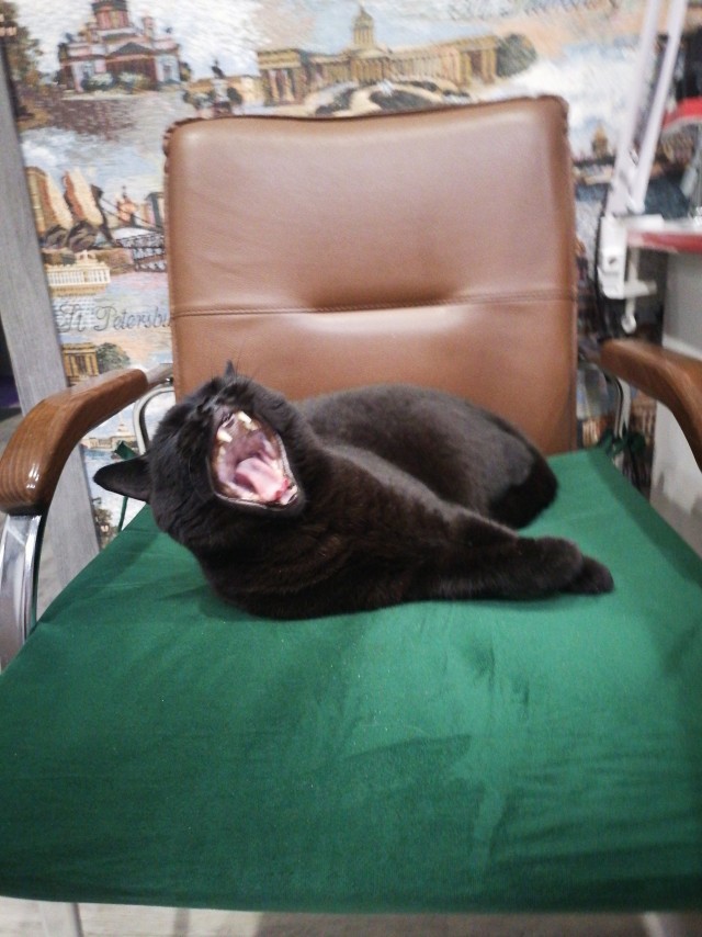 Котовторник