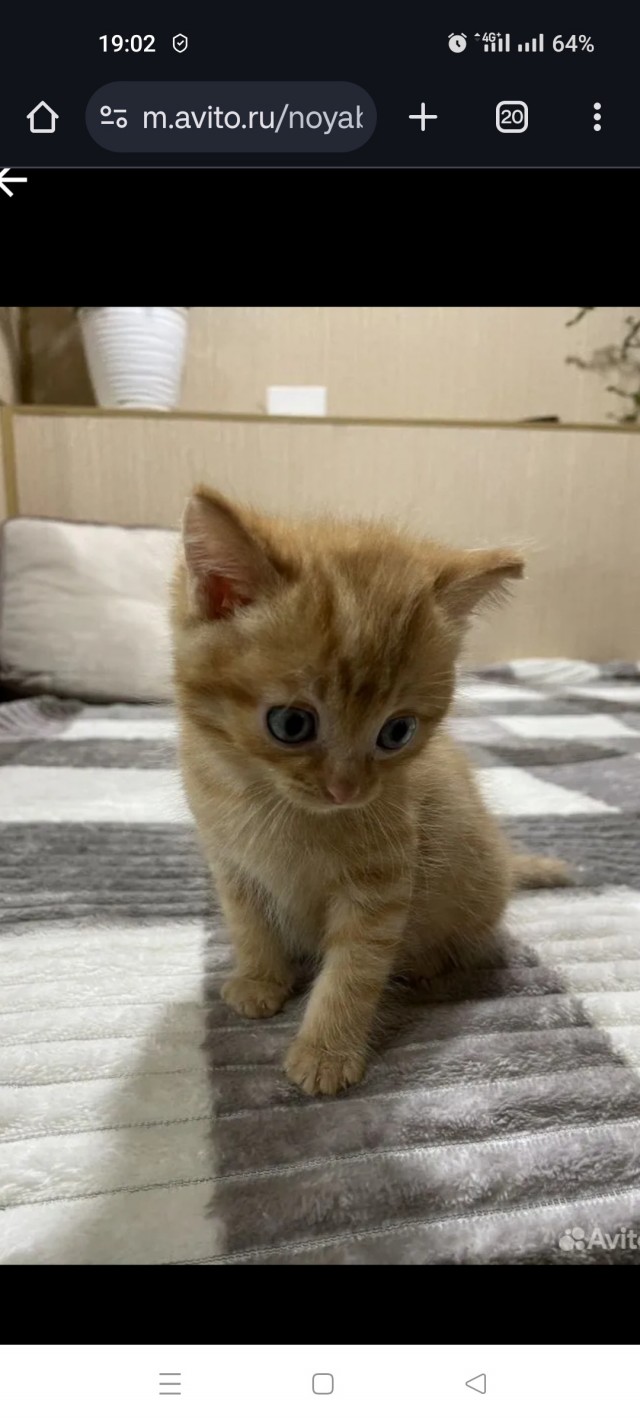 Оглянись, незнакомый прохожий