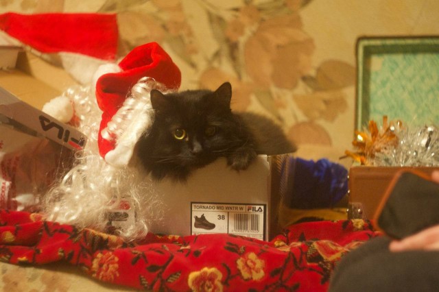 Котоновый год