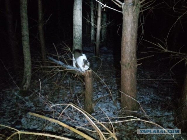 Жизнь домашнего приюта для котеек 568