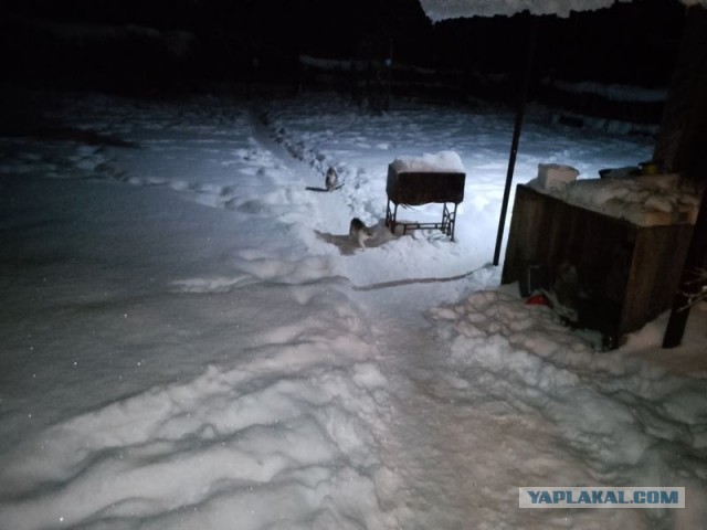 Жизнь домашнего приюта для котеек 572