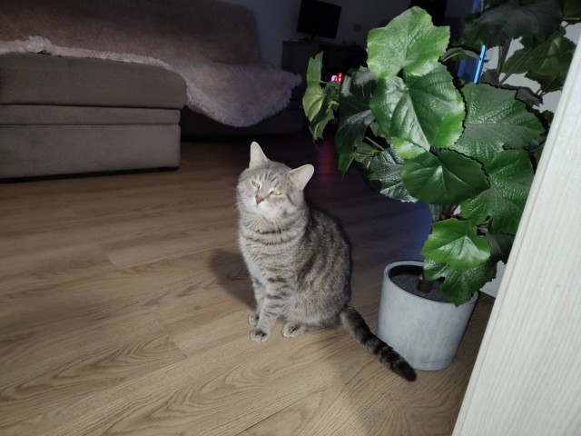 Маленький котёнок умирает третьи сутки в подмосковных Котельниках