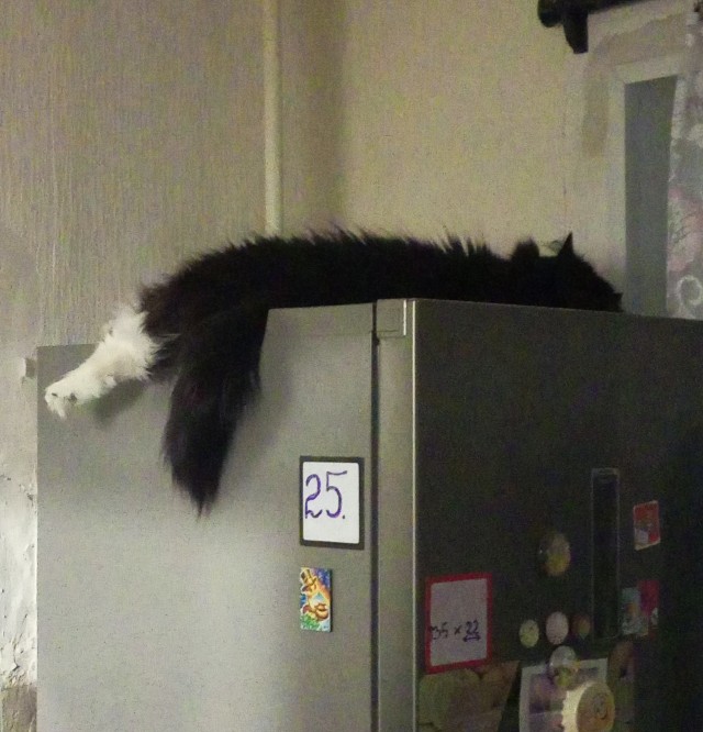 Выйду ночью в кухню с котом...