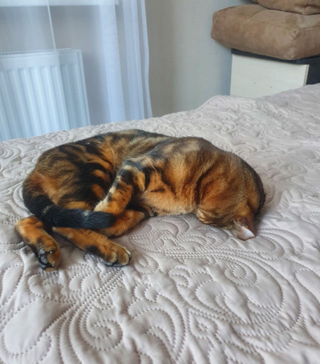 А как спит ваша котейка