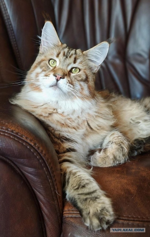 Котовторник же!