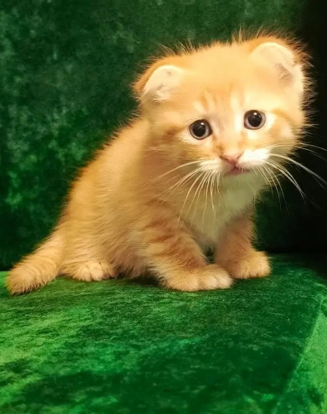 Коты