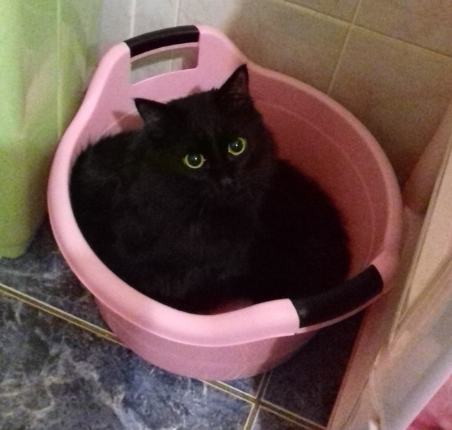 Перфекто