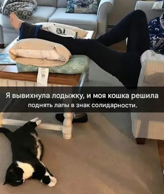 К котовторнику: подборка картинок-баянов с котиками и про котиков. Выпуск 43.