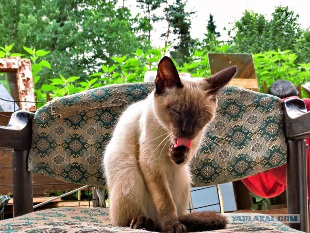 Котовторник 8.10.2013