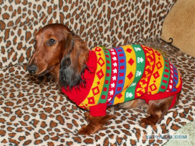 Собачья мимимишность