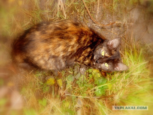 Жизнь домашнего приюта для котеек