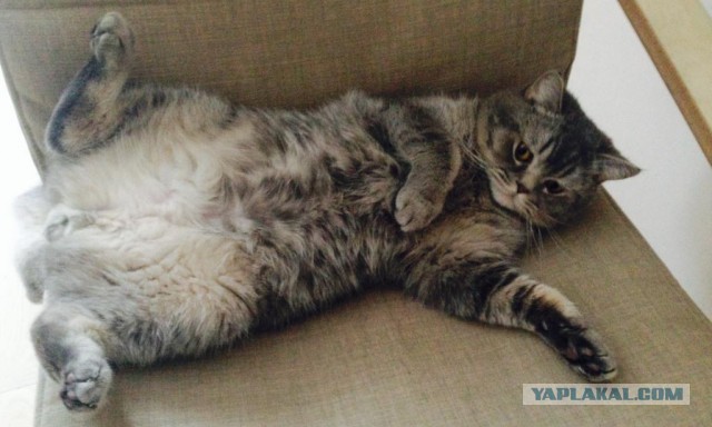 Котовторник 25.02.2014