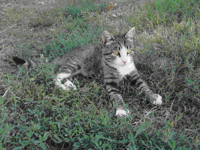 Котовторник 01.04.2014