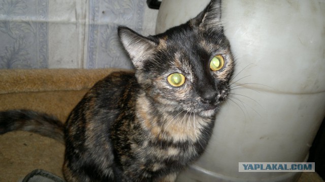 Котовторник  08.04.2014