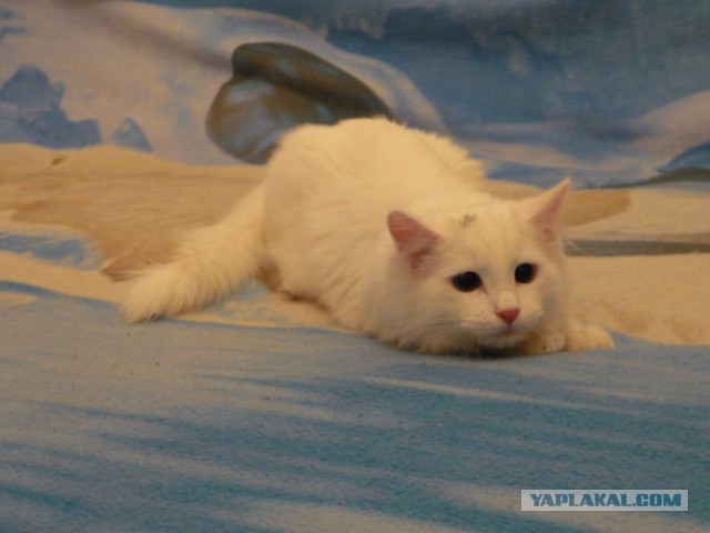 Котовторник 6.05.2014