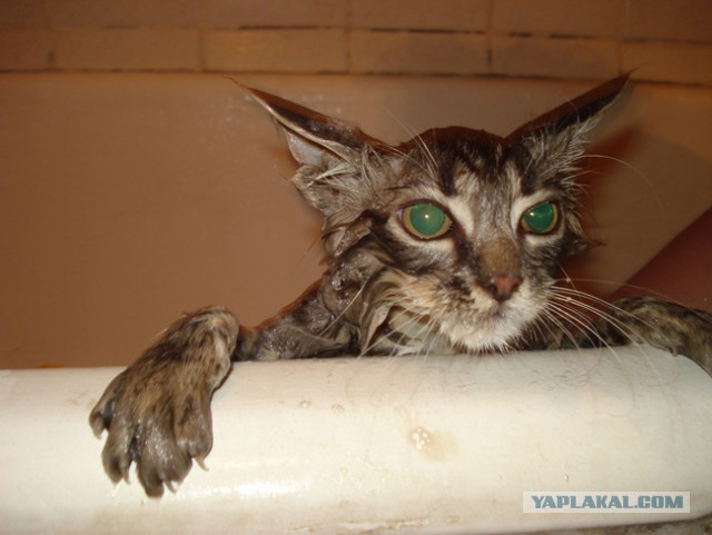 Кот - новый питомец